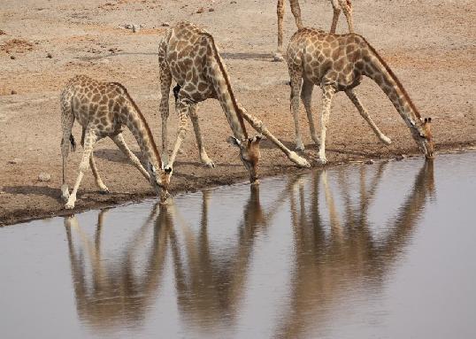 jerapah bungkuk minum makan daun